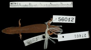 Media type: image;   Herpetology R-56012